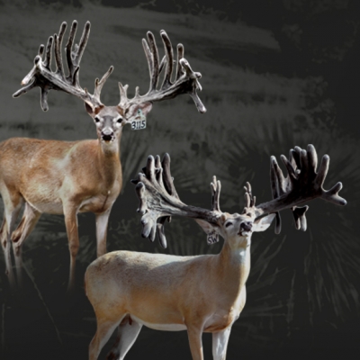 Whitetail Breeder Sires